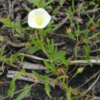 Xenostegia tridentata (L.) D.F.Austin & Staples